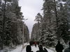 Вокруг дороги - сосновый лес в снегу... вид наикрасивейший :)